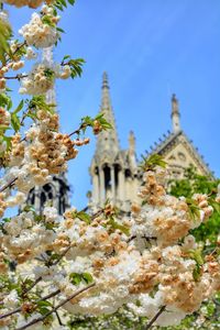 Close-up of fresh flower tree against sky