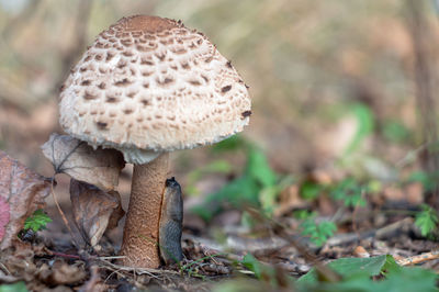 Gastropoda on the stalk of the mushroom. a slug eats a mushroom.