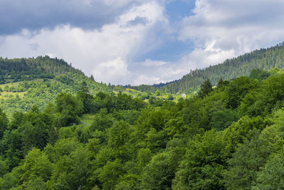 Scenic view of forest against sky