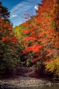 Scenic view of trees by plants against sky