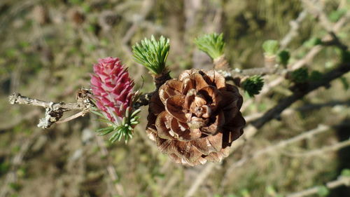 Close-up of butterfly on plant