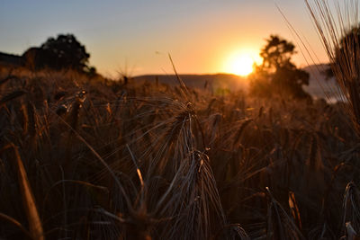 Close-up of stalks in field against sunset sky