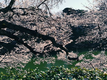 Close-up of flower tree