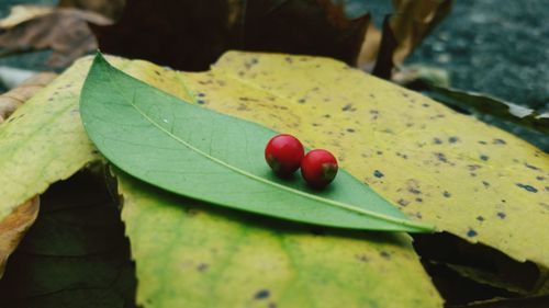 Close-up of red leaves