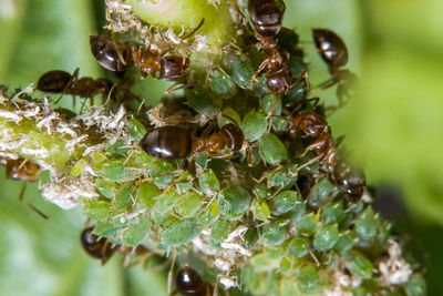 Close-up of water drops on leaf