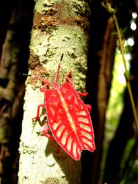 Close-up of red leaf on tree trunk