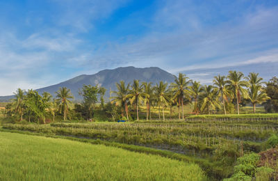 Scenic view of trees on field against sky