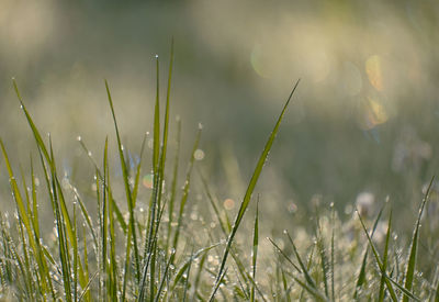 Close-up of grass on field