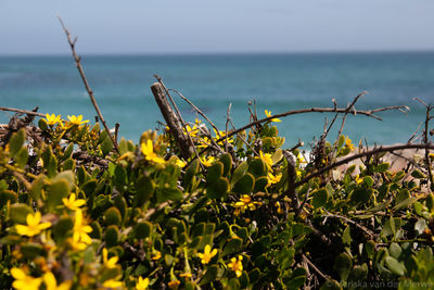 Yellow flowering plants by sea against sky