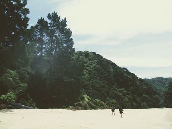 Trees on beach against sky