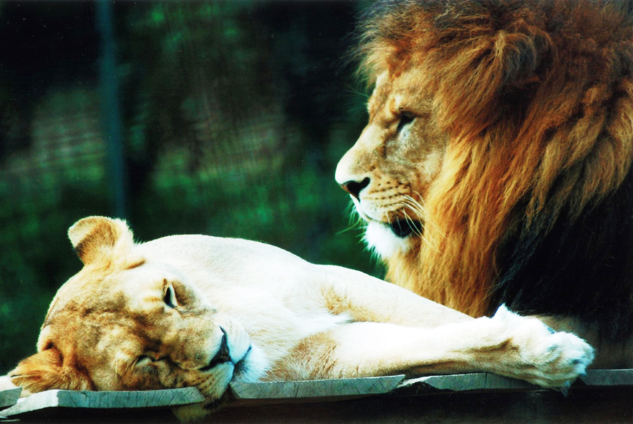 WHITE CAT RESTING IN ZOO