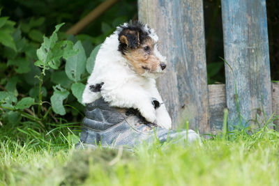 Close-up of dog sitting on grass