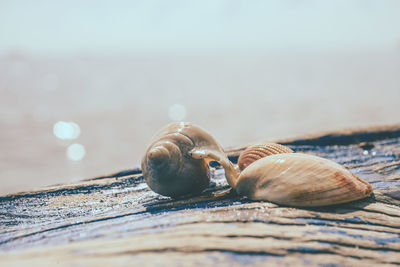 Close-up of snail on beach