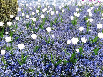 Close-up of purple flowers blooming on field