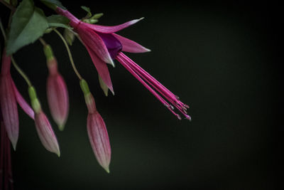 Close-up of purple flowers against black background