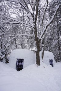 Close-up of snow covered tree