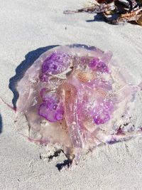 High angle view of a turtle on beach