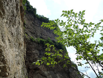 Low angle view of trees