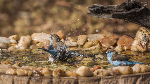 Birds swimming in lake