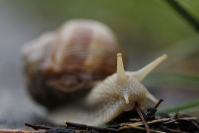 Close-up of snail