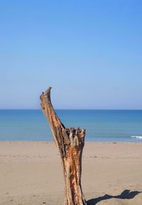 Driftwood on wooden post on beach against clear sky