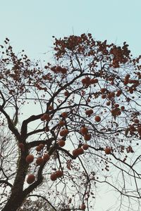 Low angle view of flower tree against clear sky