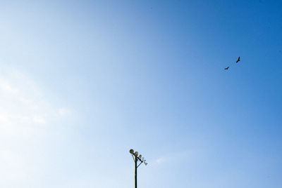 Low angle view of bird flying against blue sky