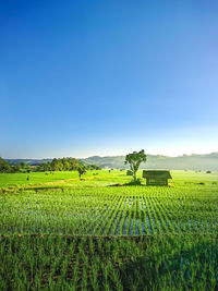 Scenic view of agricultural field against clear sky