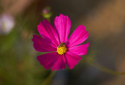Close-up of pink cosmos flower