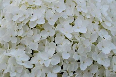 Full frame shot of white flowering plant