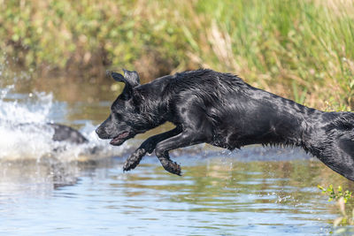 Black dog drinking water