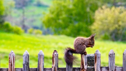 View of an animal on wooden post