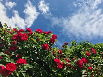 Low angle view of red flowers blooming in spring