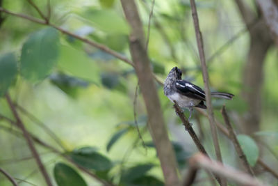 Close-up of bird perching on branch