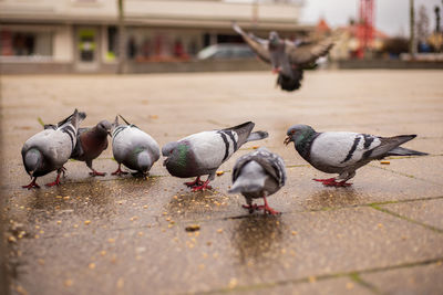 Pigeons on a street