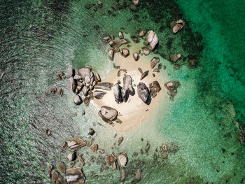 High angle view of fishes swimming in lake