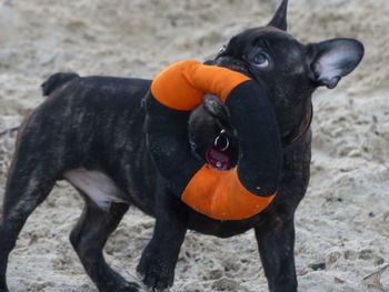 Black dog on a field