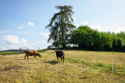 Horses in a field