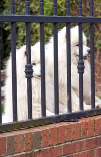 View of bird on railing