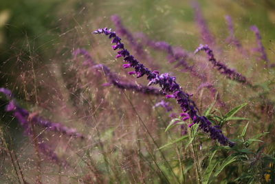 Close-up of lavender on plant at field