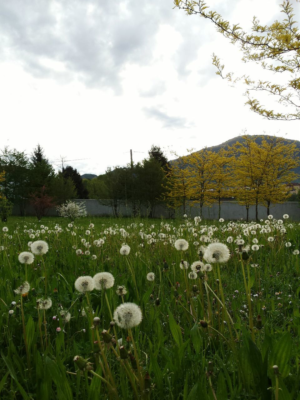 flower, beauty in nature, tranquil scene, growth, sky, tranquility, plant, nature, water, lake, scenics, grass, wildflower, freshness, mountain, cloud - sky, fragility, landscape, day, blooming