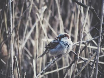 Close-up of bird perching on branch