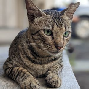 Close-up portrait of a cat looking away