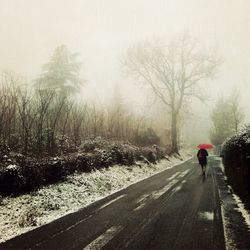 Road passing through forest