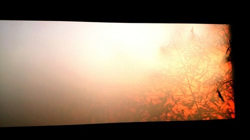 View of trees at sunset