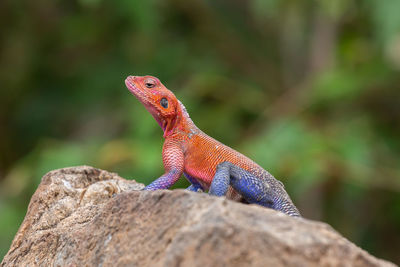 Rainbow agama, agama agama, masai mara, kenya