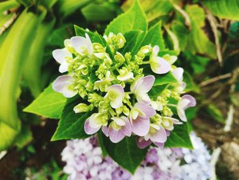 Close-up of purple flowering plant