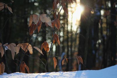 Close-up of leaves on tree trunk