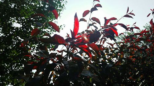 Low angle view of leaves