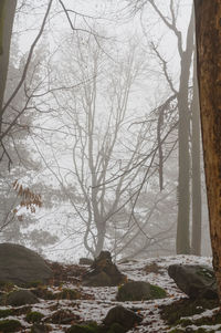 Bare trees in forest